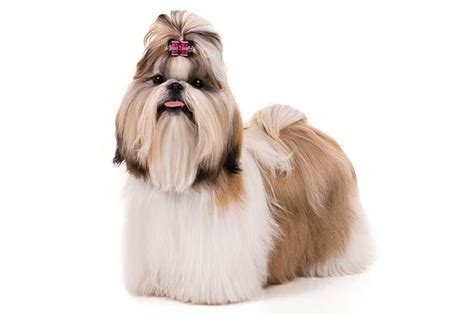 Shih Tzu Dog Breed Information