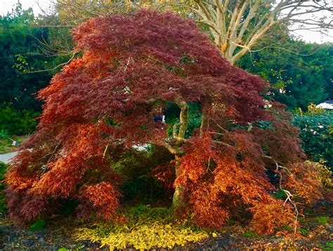 Acer palmatum var. dissectum (Japanese Laceleaf Maple, Laceleaf ...