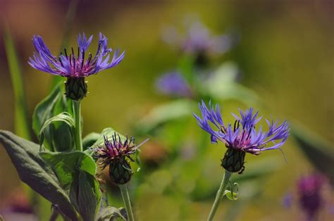 Flowers Meadow Blue - Free photo on Pixabay - Pixabay