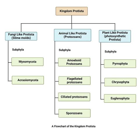 Kingdom Protista – Characteristics, Classification, Reproduction, Life ...