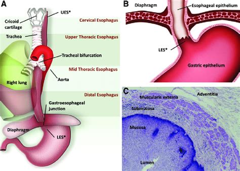 [DIAGRAM] Diagram Of Esophagus In Relation To Heart - MYDIAGRAM.ONLINE