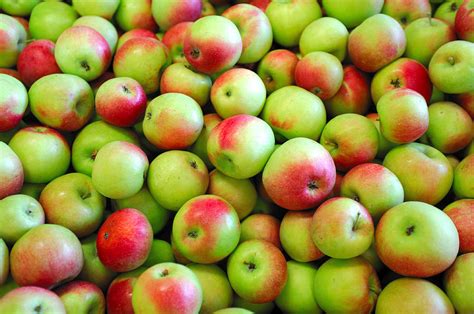 Green And Red Apples Photograph by Don Bendickson