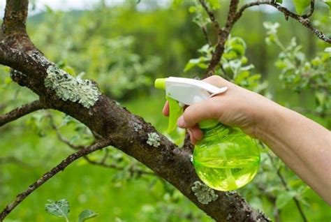 When To Spray Neem Oil On Fruit Trees - Grower Today