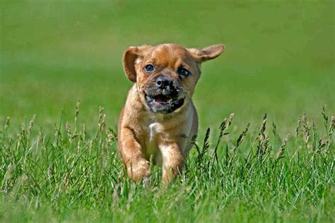 What Is A Puggle? (The Pug/Beagle Mix Everyone Wants)