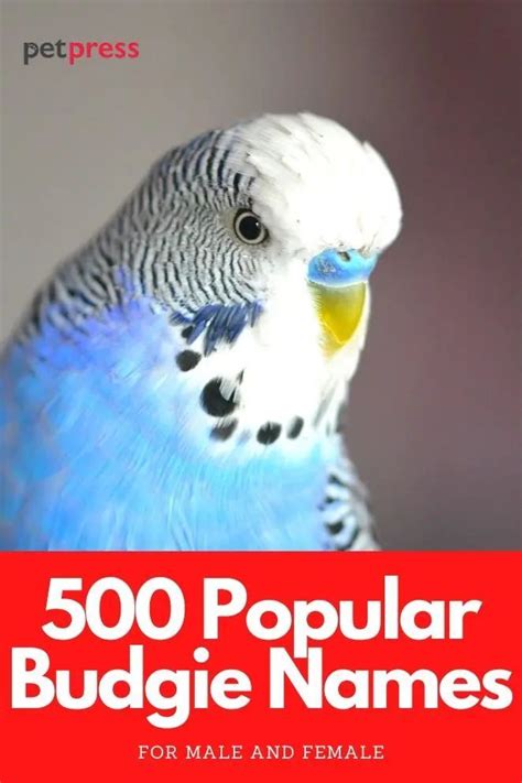 500 Most Popular Names for Budgies for Boys and Girls | PetPress ...