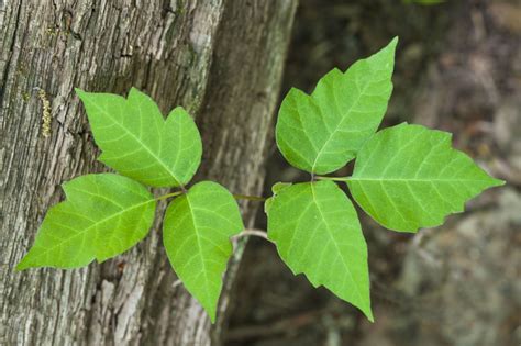 Tips for Removing Poison Ivy