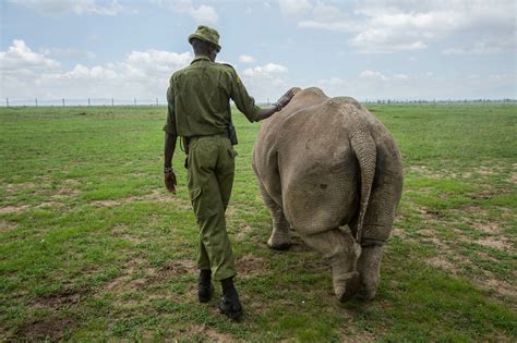 Scientists created a hybrid rhino embryo in a lab to save species ...