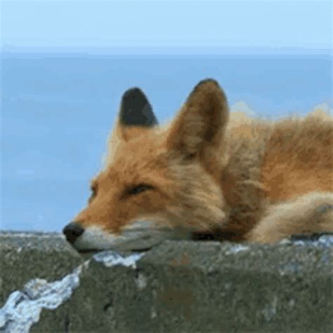 Sleepy Fox GIF - Sleepy Fox SleepyFox - Discover & Share GIFs