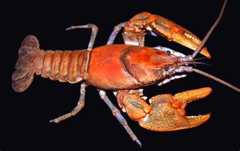 Researchers Name Crayfish Species "Cambarus hatfieldi" in Honor of ...