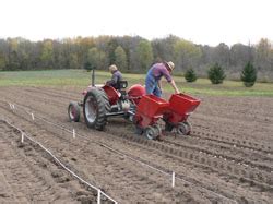 Get ready for garlic planting