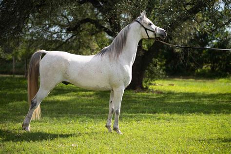 Arabian Horse Breed Profile