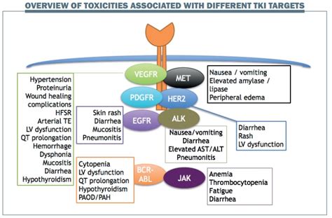 Managing common toxicities with new tyrosine kinase inhibitors | Cancer ...