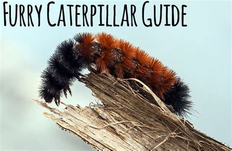 Furry Caterpillars: An Identification Guide | Owlcation