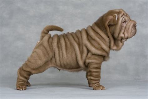 Why Shar Pei Dogs Have So Many Wrinkles - My Animals