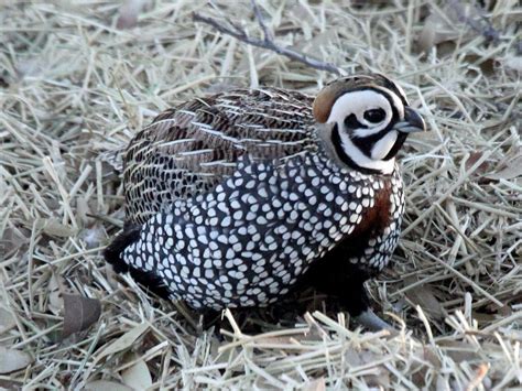 Birds of The World: New World Quail (Odontophoridae)