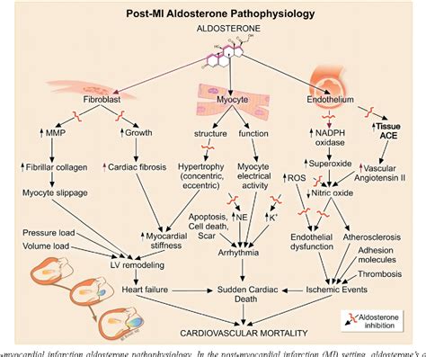 Figure 3 from Aldosterone Receptor Antagonist and Heart Failure ...