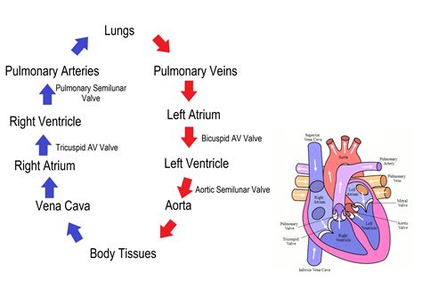 Heart Blood Circulation Flow Chart