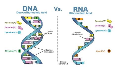 Giải Đáp: ADN Hay ARN Có Trước? Vì Sao?