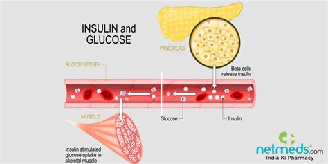 Insulin: Structure, Functions, Blood Test, Adverse Effects