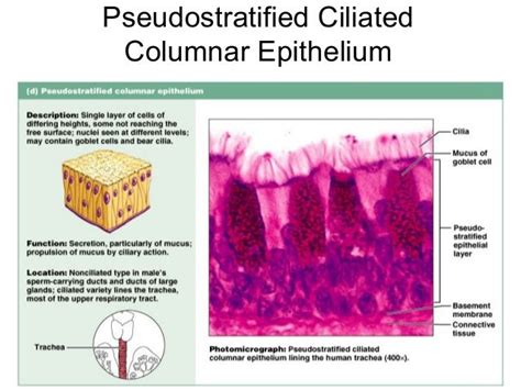 Pseudostratified Columnar Epithelium | Definition, & Types