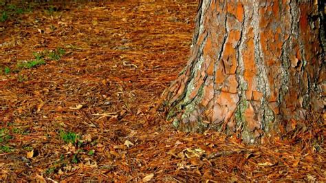 Here Is Everything About Using Pine Bark Mulch In Vegetable Garden ...