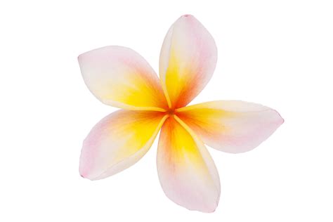 Plumeria Flower Border Clip Art