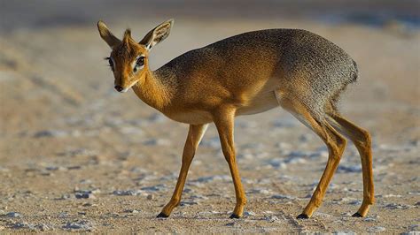 Dik-dik: The Tiny Antelope With the Embarrassing Name | HowStuffWorks