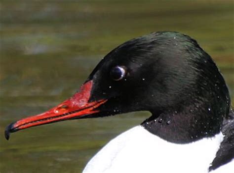 SEA DUCK IDENTIFICATION - WWT SLIMBRIDGE