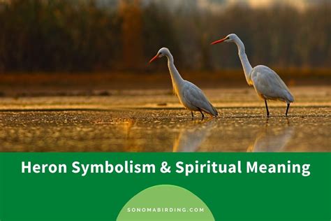 Heron Symbolism and Spiritual Meaning (Totem, Spirit, and Omens ...