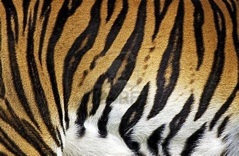 Tiger Fur Patterns In Nature, Textures Patterns, Beautiful Patterns ...