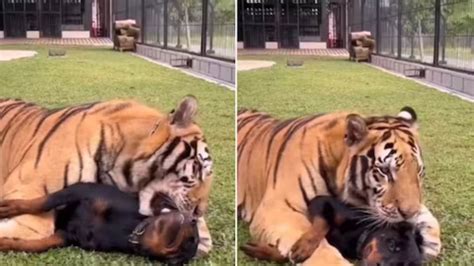 Watch: 'Best Friends' Tiger And Dog Play Together In Adorable Video ...