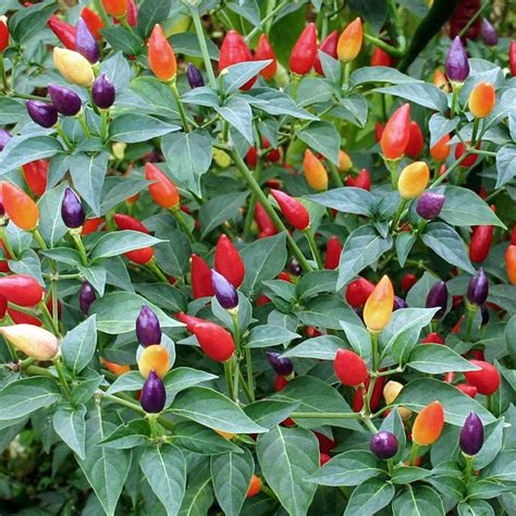 Ornamental Pepper Seeds - Mix | Flower Seeds in Packets & Bulk | Eden ...