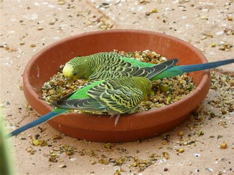 A Budgies Diet - Ko-fi ️ Where creators get support from fans through ...