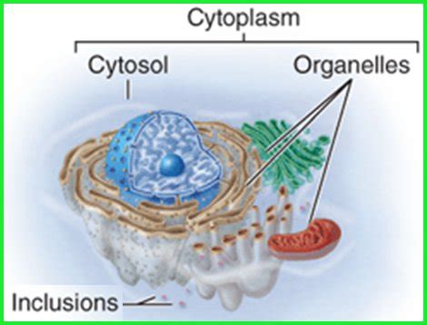 10 Important Difference between Cell organelles and Cell Inclusions ...