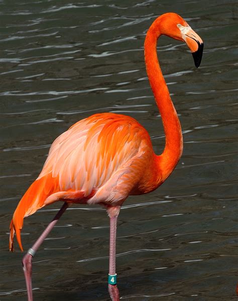 Flamingo Resources | The Maryland Zoo in Baltimore