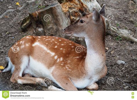 The Female Deer with a Small Fawn Stock Photo - Image of background ...