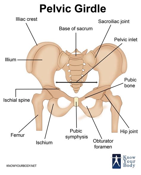 Label The Image Of The Pelvic Girdle