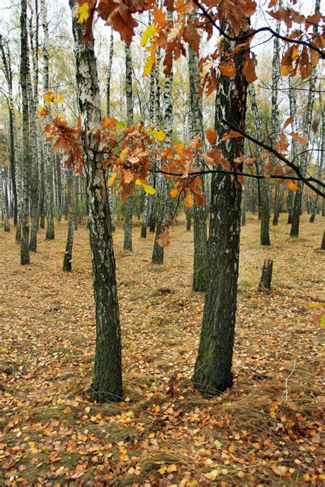 Birch grove in autumn day stock image. Image of season - 122002181