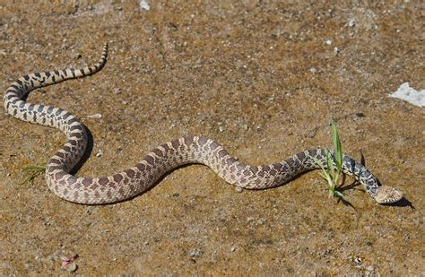 Rattlesnake Safety In Colorado - Paws At Home