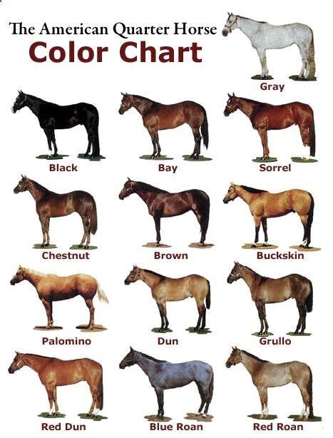 Horse Colour Names - coloring pages