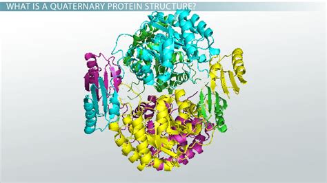 Using Hemoglobin as Examples Describe Quaternary Protein Structure