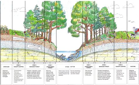 Riparian zone clipart 20 free Cliparts | Download images on Clipground 2024