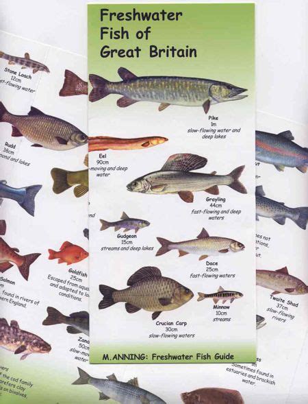 Freshwater Fish Of Great Britain Chart - £2.99