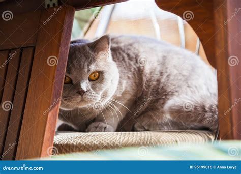 British Cat Hiding Under the Table Stock Photo - Image of looking ...