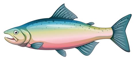 Chinook Salmon Drawing | Free download on ClipArtMag