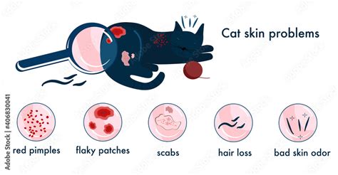 Cat skin problems.Infographics icons with different symptoms, allergy ...