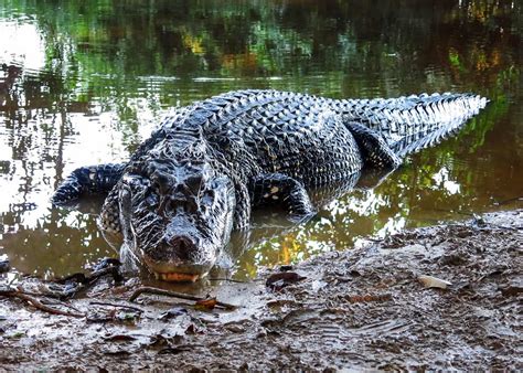 9 Black Caiman Facts: Giant of Ecuador’s Amazon (Melanosuchus Niger ...