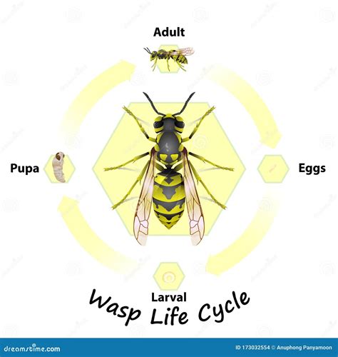 Vector Del Ciclo De Vida De Wasp Para La Educación Ilustración del ...