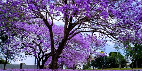 Jacaranda Trees in Texas: Growth and Care Guide - GFL Outdoors