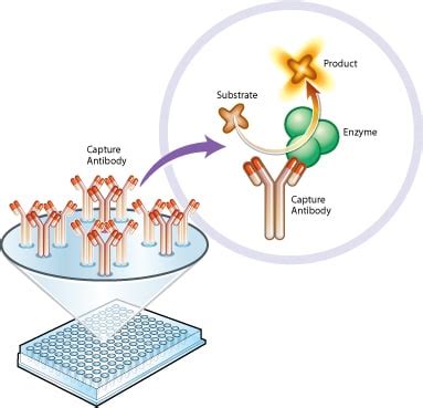 Complex I Enzyme Activity Microplate Assay Kit (Colorimetric) (ab109721 ...